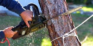 Best Hazardous Tree Removal  in Advae, NC