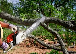 Best Tree Removal  in Advae, NC