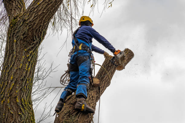 Mulching Services in Advance, NC