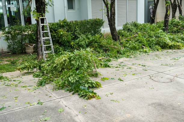 Best Tree Maintenance Programs  in Advae, NC